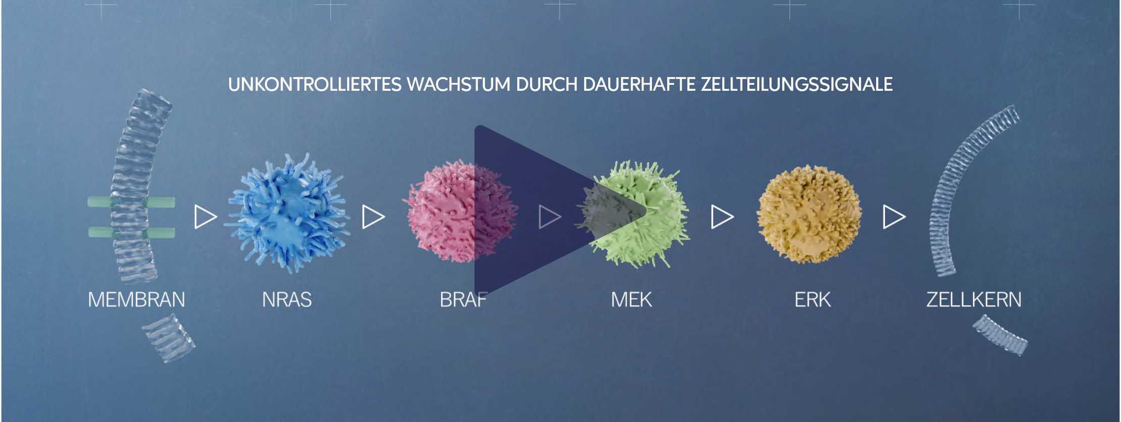 Unkontrolliertes Wachstum durch dauerhafte Zellteilungssignale